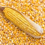 COIN (MAIZE)