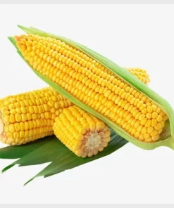 Yellow Corn Maize Non GMO